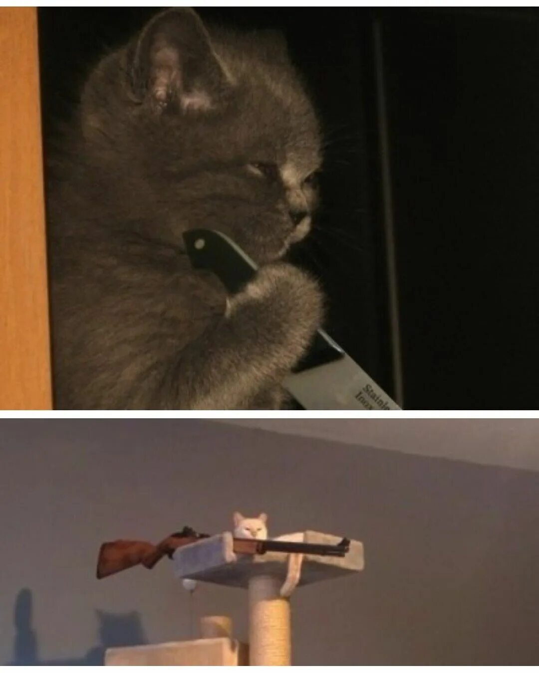 Воняешь бедностью мем с котом. Запах нищеты. Слабость мем. Приколы про бедность в россии. Пахнет бедностью кот.