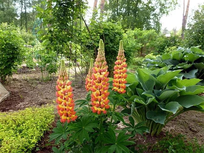 Popsicle Mix' Lupine Spikes of pink, purple, red, yellow and bicolor blooms stan