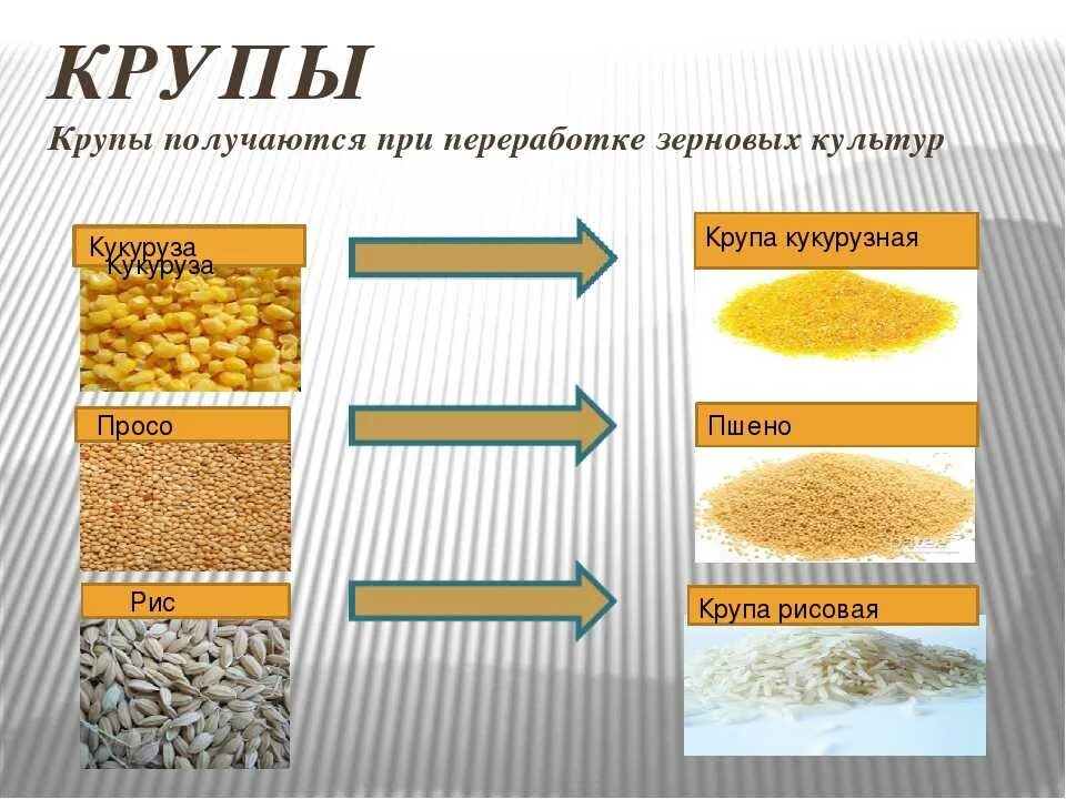 Гречневая, рисовая и пшенная крупа. Пшенная крупа и пшено разница. Крупы из зерна пшеницы. Крупы и злаки.