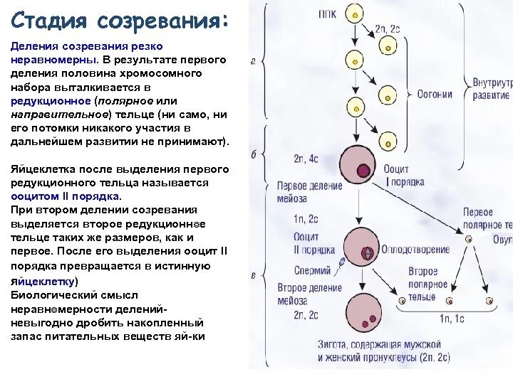 Стадия размножения оогенез. Блок мейоза в оогенезе. Оогенез в процессе созревания. Оогенез фаза созревания. Деление первичных половых клеток