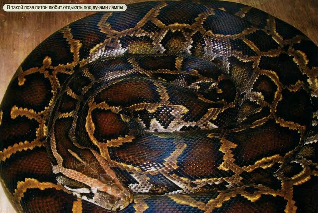 Тигровый питон желтый. Xml питон. Питон в лазаревском. Python dom. Тигровый питон большой.