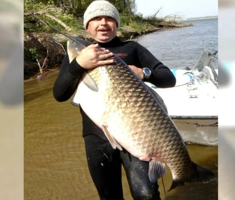 Белый амур 40 кг. Белый амур рыба. Самый большой белый амур. Самый большой белый амур. Белый амур.