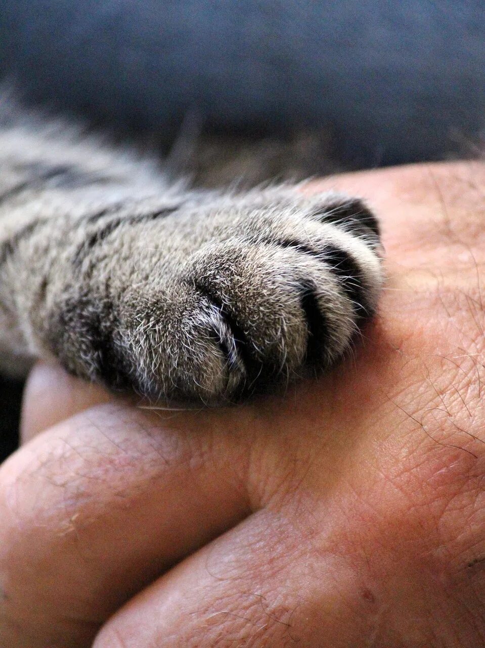 Что значит кот лапы. Лапка кота. кошачья лапа. кошачьи подушечки.
