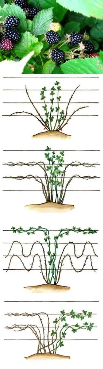 Формировка ежевики бесшипной. Обрезка ежевики осенью бесшипной. Веерная формировка ежевики. Ежемалина обрезка ежевики. Как обрезать ежемалину