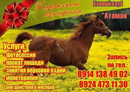 Реклама лошадей