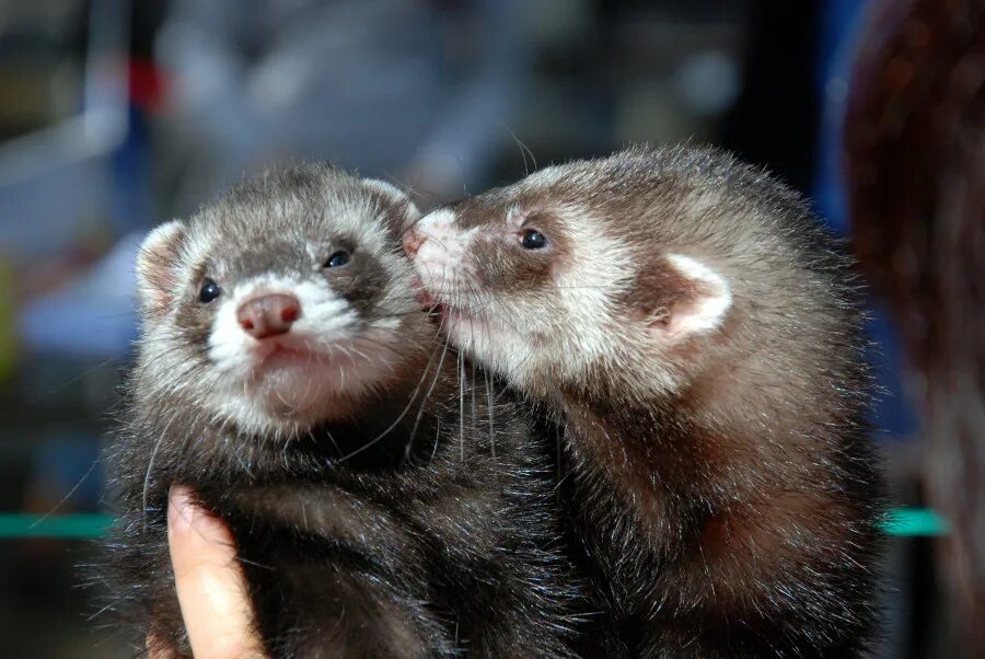 хорька сему. хорь и ласка.