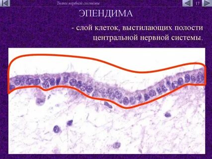 Слой нервной клетки