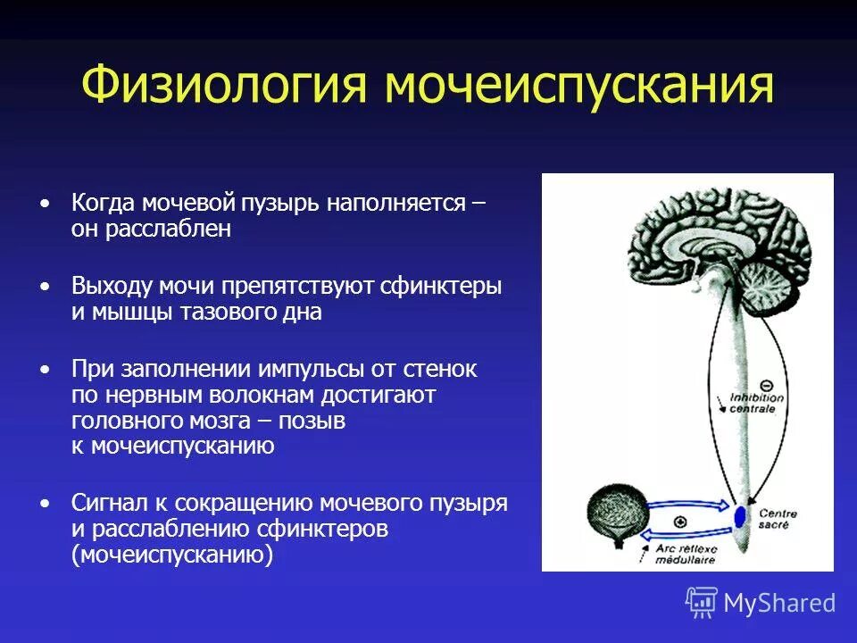 Виды мочеиспускания