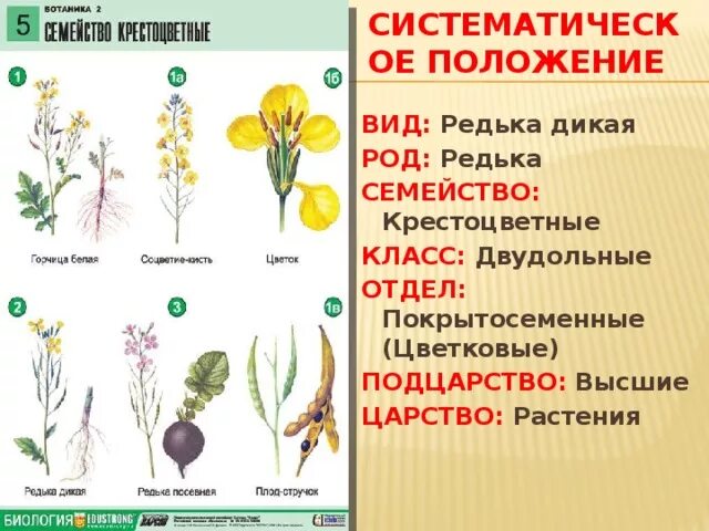 Семейство цветковых растений крестоцветные. Редька Дикая семейство крестоцветные. Систематика растений биология крестоцветные. Семейство крестоцветные классификация.