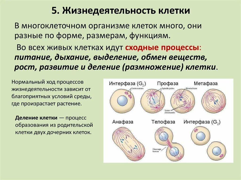 Почему у тканей разное строение. Жизнедеятельность клетки 5 класс биология. Процессы жизнедеятельности клетки 5 класс деление клетки. Жизнедеятельность клетки 6 класс биология таблица. Жизнедеятельность клетки деление клетки 5 класс биология проект.