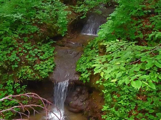 родники в лесу. уральский лес,родник. студёный родник удмуртии. родник шатурского района. анискин родник.