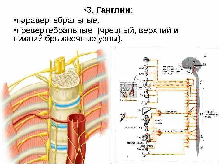 Симпатическая нервная система расположение ганглиев 3. Нервная система 1969 Кабанов А.Н., Чабовская А.П. Анатомия, физиология и ги