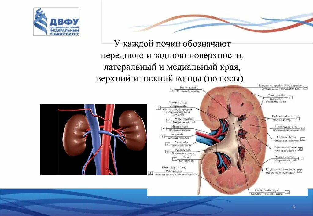 Укажите края почки. Задняя поверхность почки. Поверхности и края почек. Медиальный край почки.