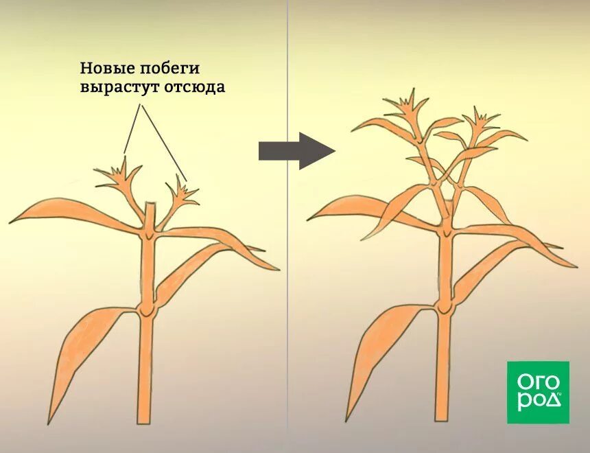 Надо ли прищипывать гвоздику. Прищипывание верхушки побега. Прищипка корня растений. Прищипка колеуса. Клематис прищипка.