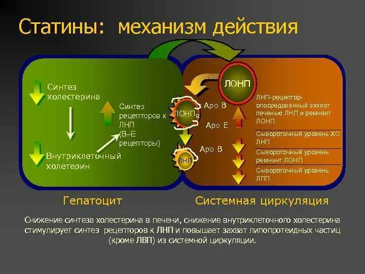 Врачи пьют статины. Статины препараты механизм действия. Статины механизм действия. Синтез холестерина и статины. Механизм действия статинов на Синтез холестерина.