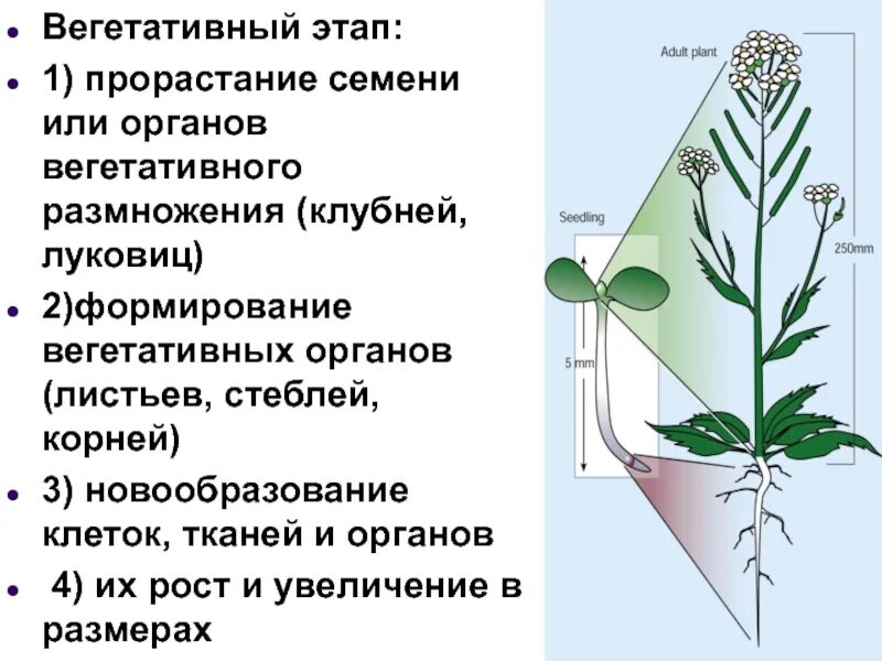 Формирование вегетативных органов. Вегетативный этап. вегетативные органы. развитие вегетативных органов. развитие вегетативных органов у растений.