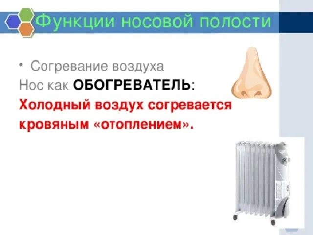 Очищение увлажнение и согревание вдыхаемого воздуха. В носовой полости воздух согревается. Согревание воздуха в носовой полости. Воздух в носовой полости согревается за счет. Согревание воздуха в носу.