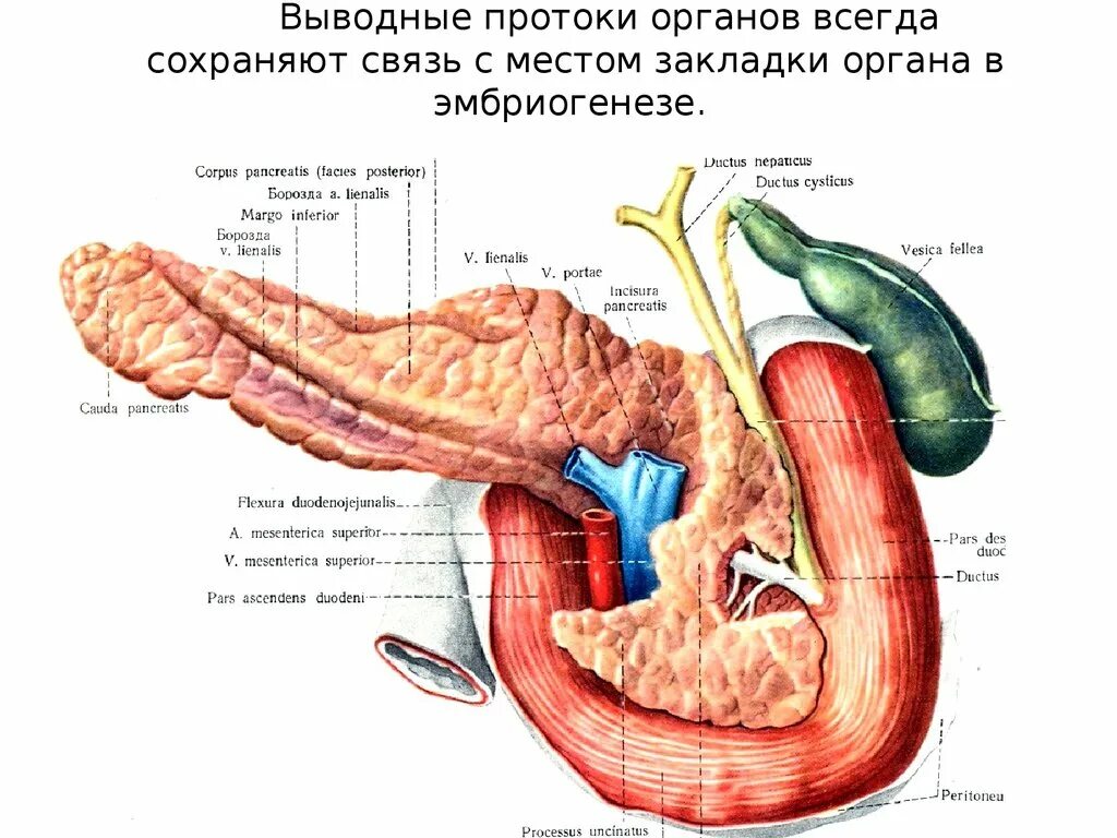 Как влияет поджелудочная железа на печень. Желчный пузырь селезенка поджелудочная. Выводной проток желчного пузыря. Поджелудочной железы желчный пузырь желчного протока. Селезенка поджелудочная железа желчный пузырь.