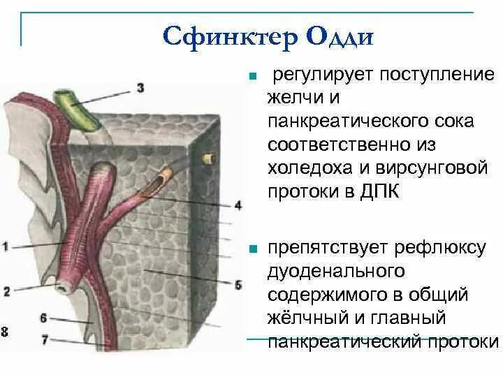 Анатомические элементы сфинктера Одди. Строение желчного сфинктер Одди. 12 Перстная кишка и сфинктер Одди. Поджелудочная железа сфинктер Одди.