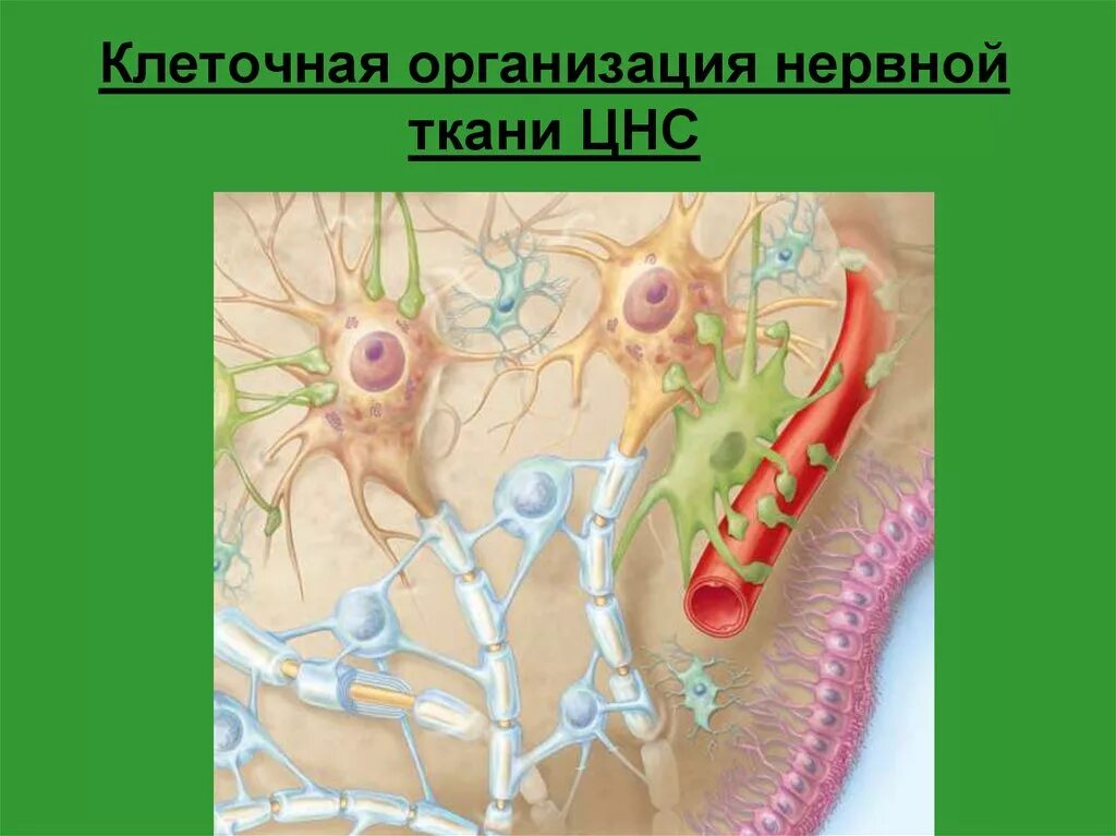 Нервная ткань Нейроны и глиальные клетки. Клетки глии (астроциты, эпендимоциты, олигодендроциты, микроглия).. Клетки нейроглии строение. Клетки глии строение.