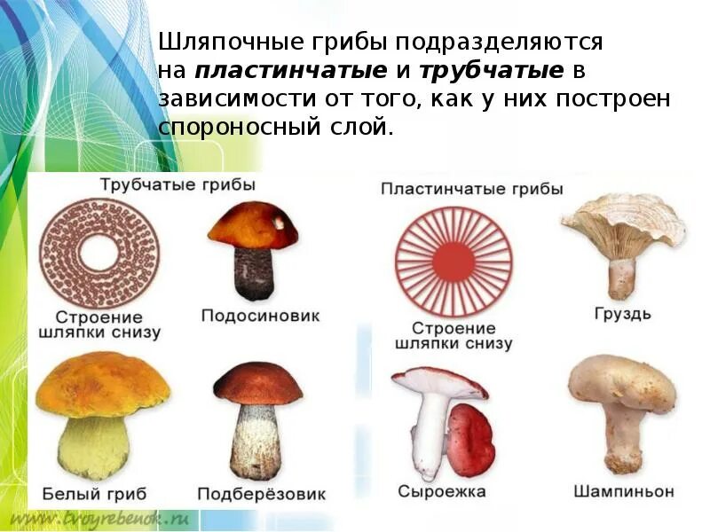 Многообразие и значение грибов 5 класс презентация. Грибы многообразие. Сообщение на тему разнообразие грибов. Сообщение о разнообразии грибов. Многообразие грибов в жизни человека и в природе.