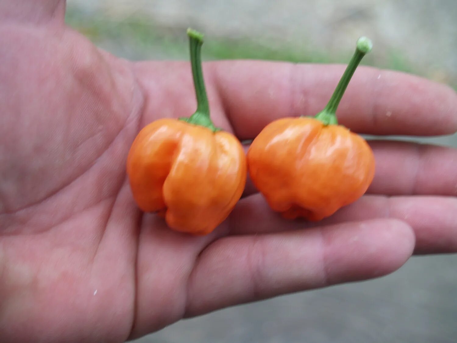 Moruga scorpion перец. Перец оранж вандер. Перец хабанеро красный. Манго f1 оранжевый перец. Острый перец 7 pot primo orange.