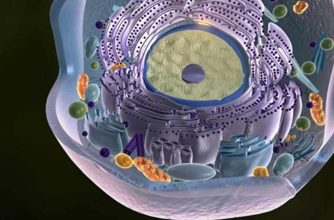 Клетка человека изображение. Клетка биология. Живая клетка. Клетка внутри. Клетка живого организма.