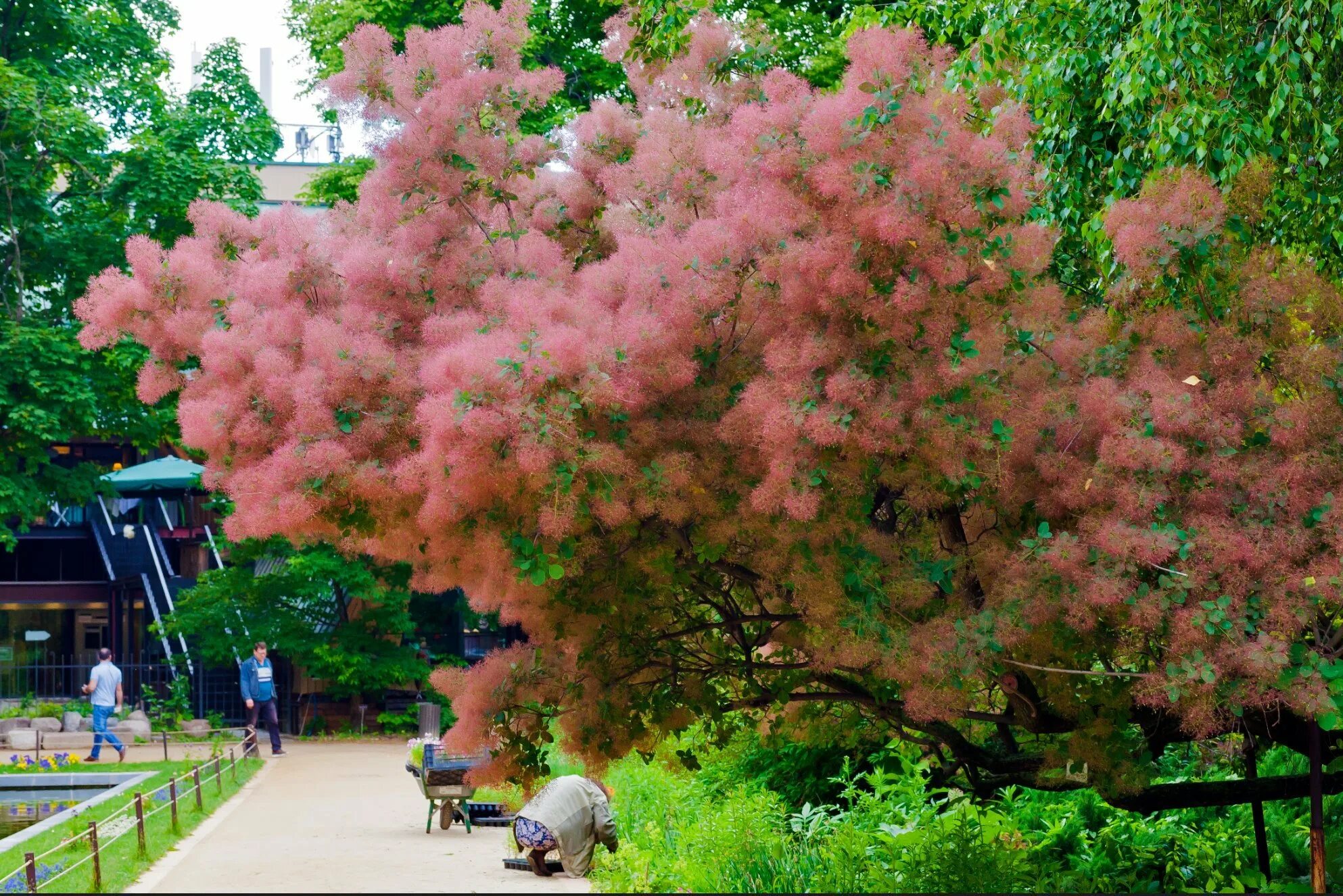 Дерево цветет розовым название. Скумпия (париковое дерево) Кожевенная. Скумпия Кожевенная обыкновенная. Скумпия Кожевенная куст. Дымное дерево скумпия.