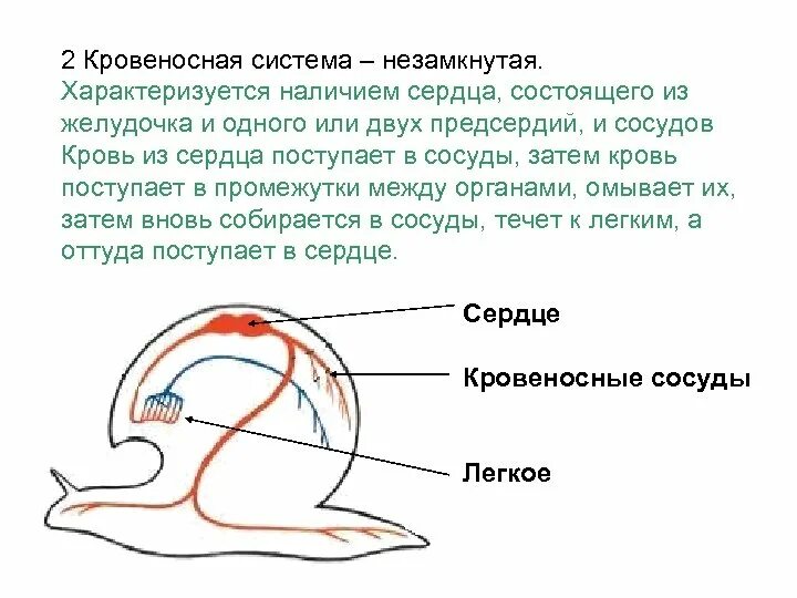 Схема кровеносной системы брюхоногих моллюсков. Схема замкнутой и незамкнутой кровеносных систем. Простая схема замкнутой кровеносной системы. Замкнутая кровеносная система схема. Незамкнутая кровеносная система характеристика