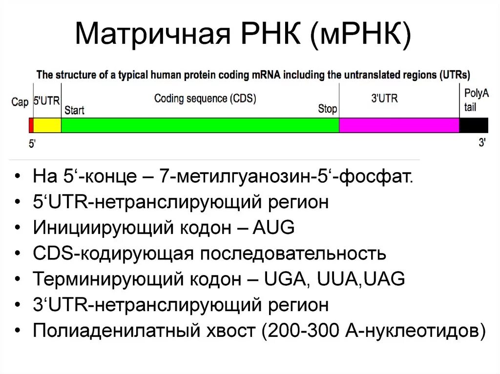 Матричная днк начинается. Строение МРНК эукариот. Структура МРНК эукариот. Структура матричной РНК эукариот. Строение матричной РНК биохимия.