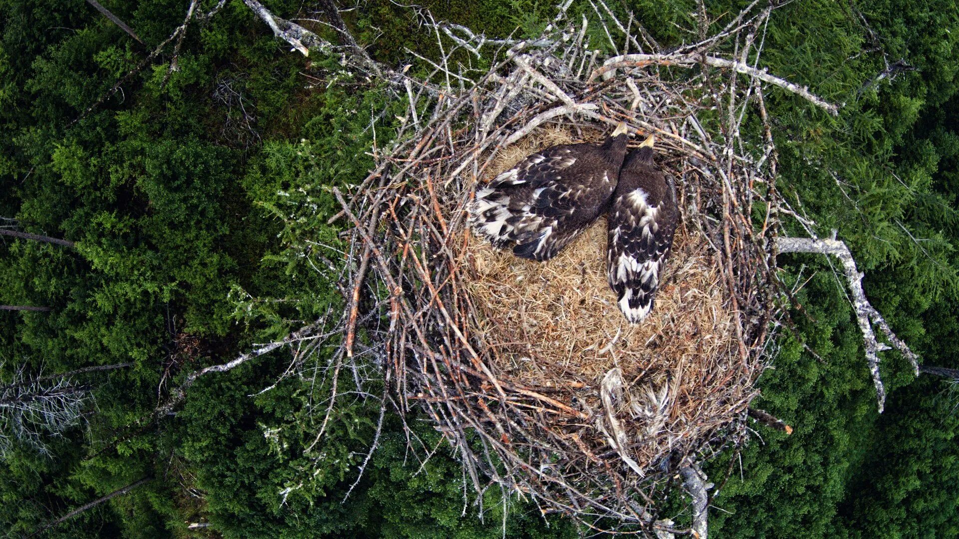 Гнездо белоплечего орлана. Самые красивые гнезда птиц. Гнезда больших птиц. Птичье гнездо.