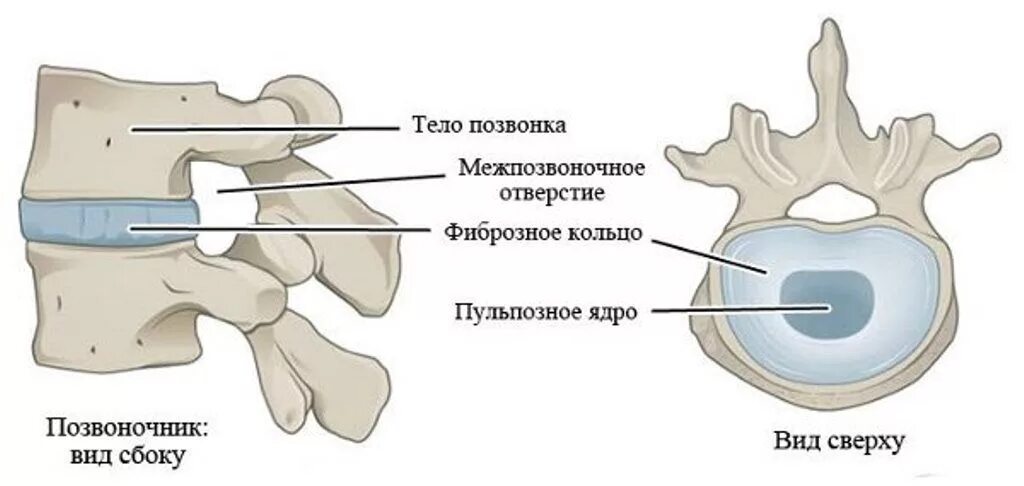 Ядер диск. Пульпозное ядро межпозвоночного диска. межпозвонковый диск анатомия. схема строения межпозвонкового диска. строение позвоночника позвоночный диск.