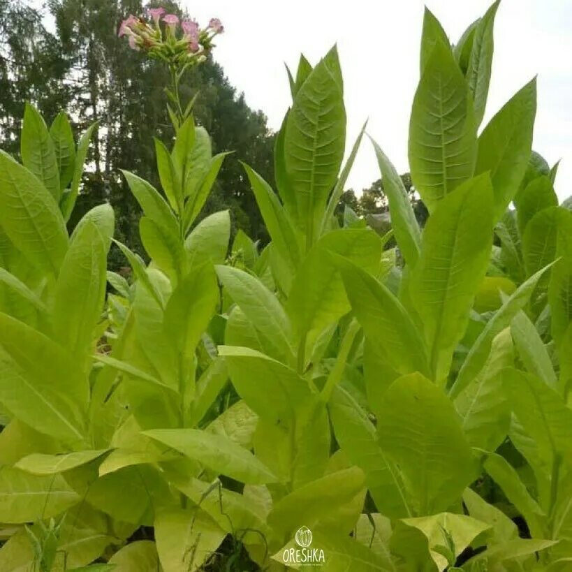 Табака низшего сорта 5. Сорт табака юбилейный новый 142. растение nicotiana tabacum.