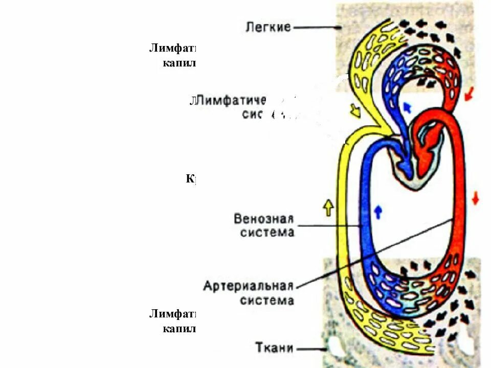 Сердце лимфатические сосуды. Артериальная венозная и лимфатическая система. Лимфообращение схема физиология. Лимфа и лимфообращение физиология. Циркуляция жидкости в организме.