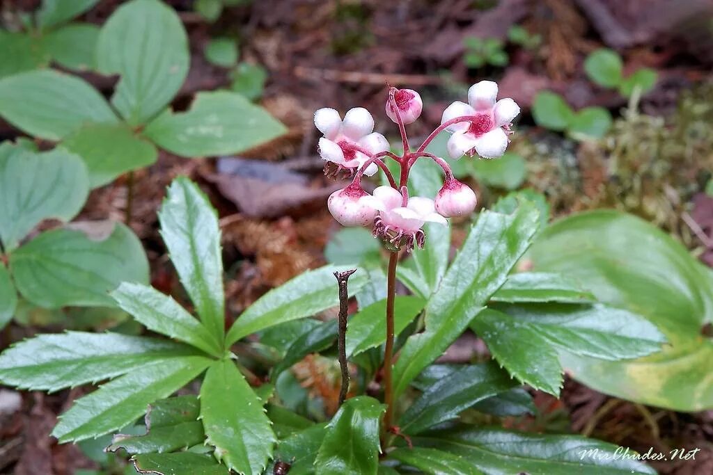 Зимолюбка зонтичная chimaphila umbellata (l. Зимолюбка зонтичная. Chimaphila umbellata (химафила умбеллата) зимолюбка зонтичная. Зимолюбка зонтичная chimaphila umbellata (l. Зимолюбка обыкновенная.