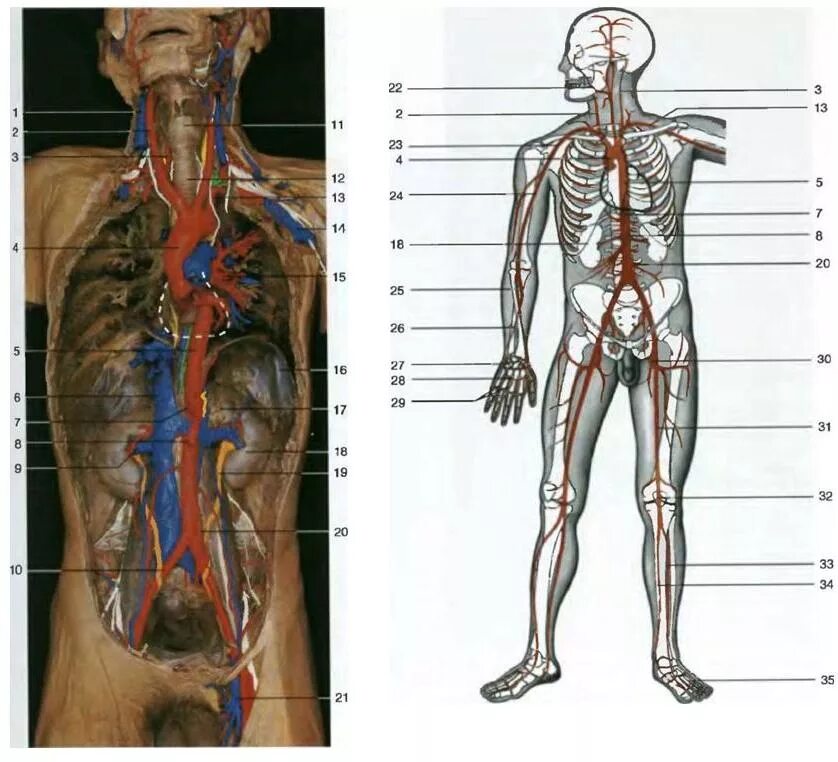 Артерии и вены тела
