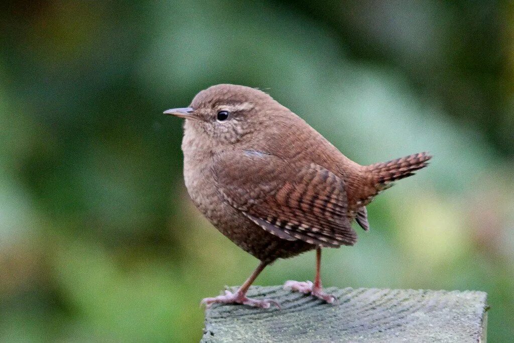 Bird but it is
