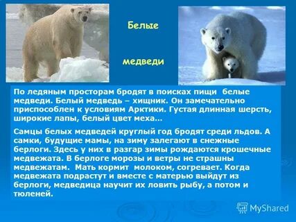Животные арктических пустынь белый медведь сообщение