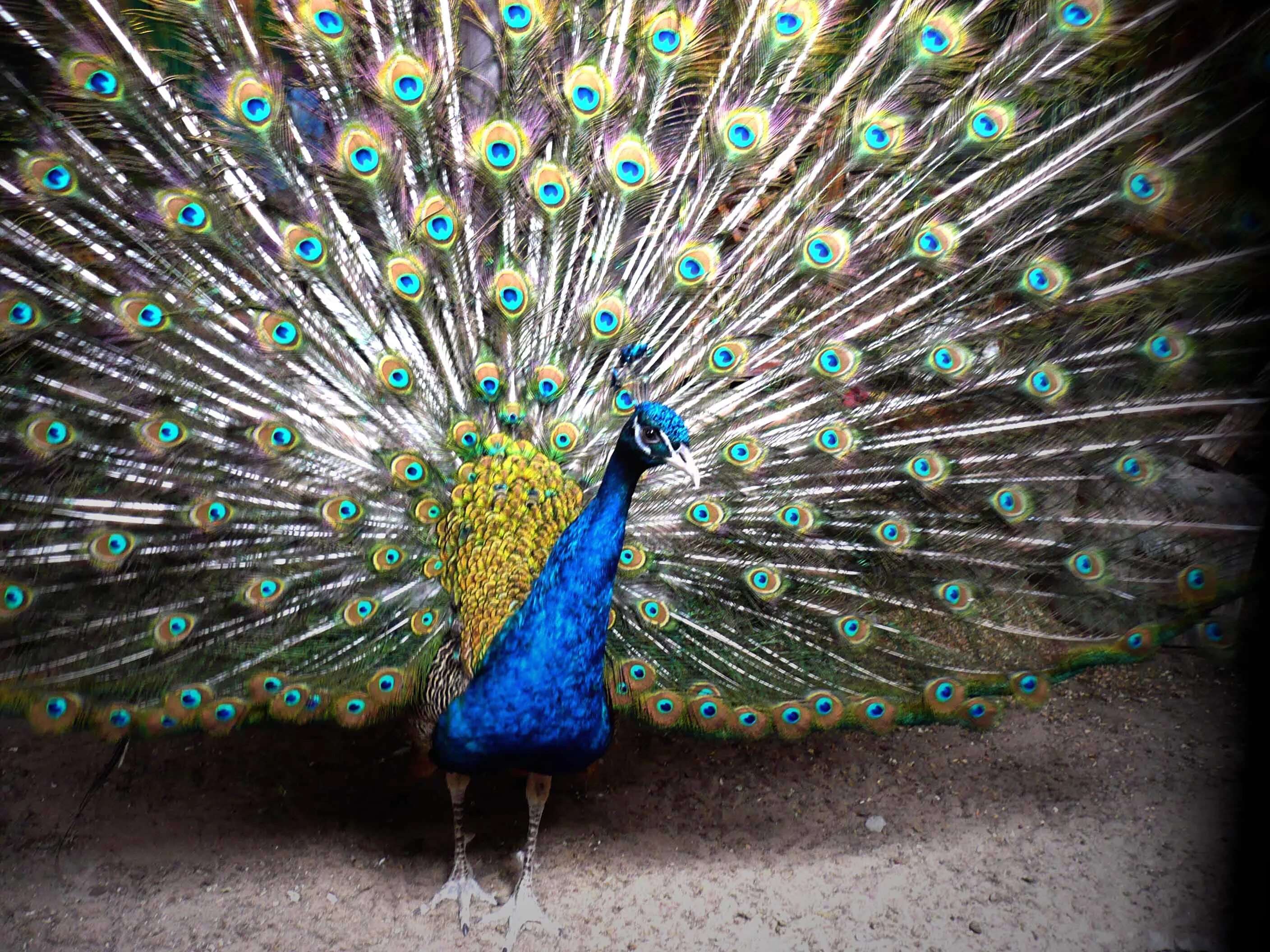 павлин павлиний хвост. павлин распушил хвост. кимер турция павлин. павлин павлиний хвост. павлин арлекино.