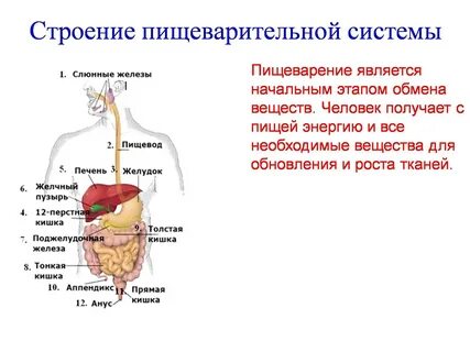 Что называют пищеварением