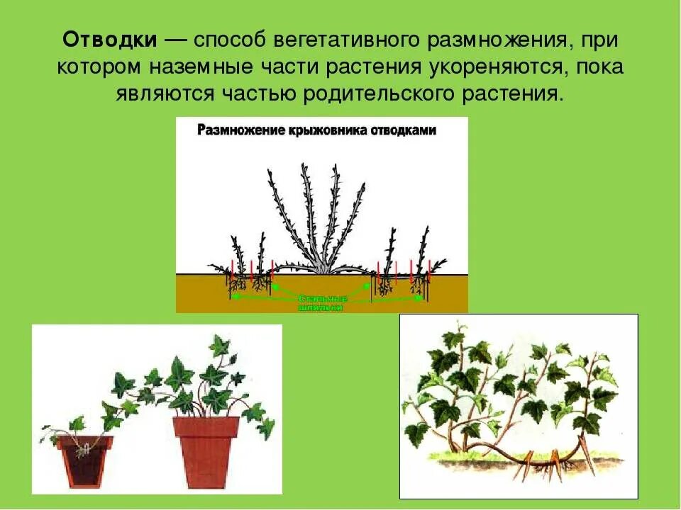Простейший способ размножения 7