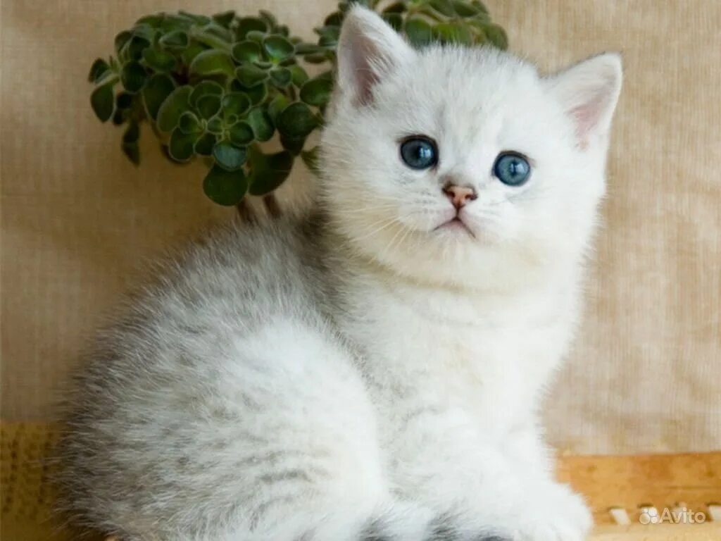 британская золотая шиншилла. британская короткошёрстная серебристая шиншилла. британская кошка золотая шиншилла. британская короткошёрстная серебристая шиншилла. коты британцы серебристая шиншилла.