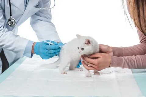 Включи кот укол