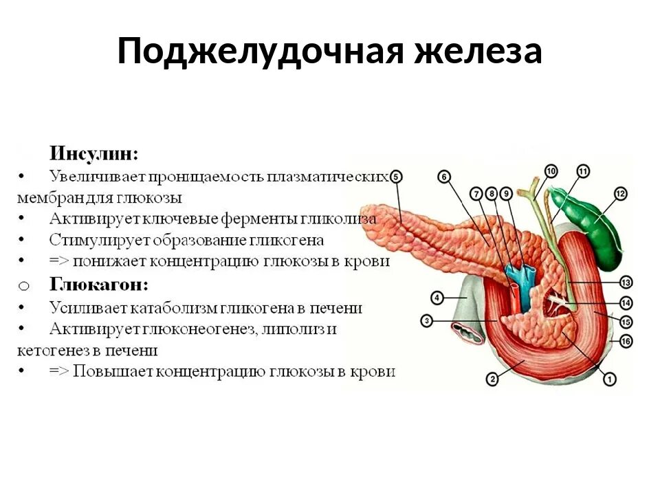 Болит поджелудочная что делать. Поджелудочная железа симптомы. Поджелудочной железы симптомы болезни. Симптомы нездоровой поджелудочной железы. Симптомы поражения поджелудочной железы.