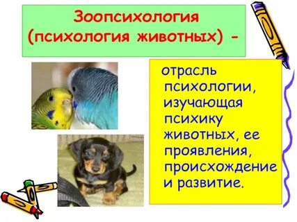 Зоопсихология это