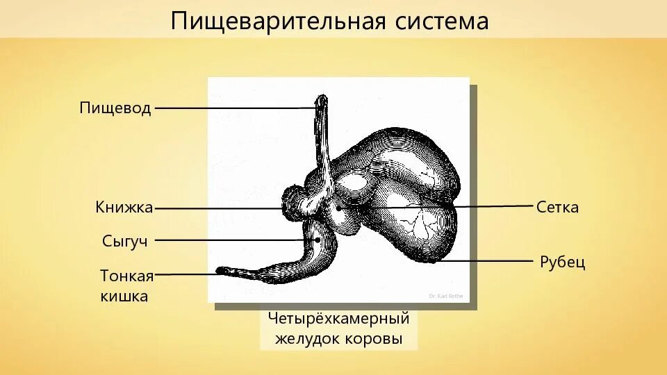 Рубец жвачных. Пищеварительная система коровы желудок. пищеварительная система у парнокопытных животных. рубец в пищеварительной системе коровы. строение пищеварительной системы жвачных животных.