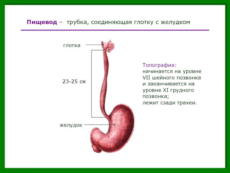 Расширен пищевод желудка. Топография пищевода анатомия. Пищевод желудок трахея. Пищевод вид сбоку рисунок. Строение пищевода и желудка.