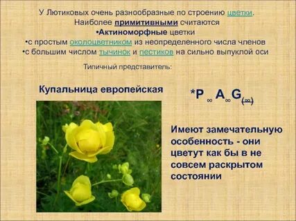 Генеративные органы лютика едкого выберите все цифры