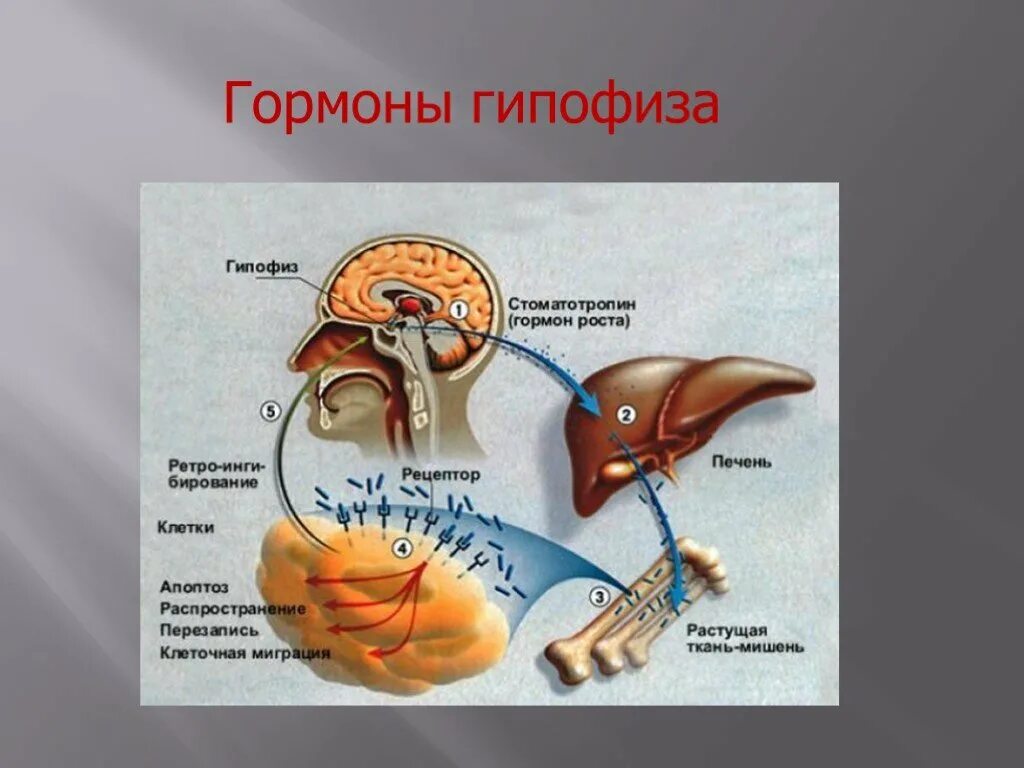 Гормоны гипофиза. Передняя часть гипофиза. Соматотропный гормон передней доли гипофиза. Гипофиз роль в организме.