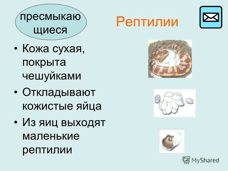 кожа сухая покрыта чешуйками. покров тела пресмыкающиеся 7 класс биология. кожа сухая покрыта чешуйками. ихтиоз вульгарный ихтиоз. покров тела пресмыкающихся 7 класс.